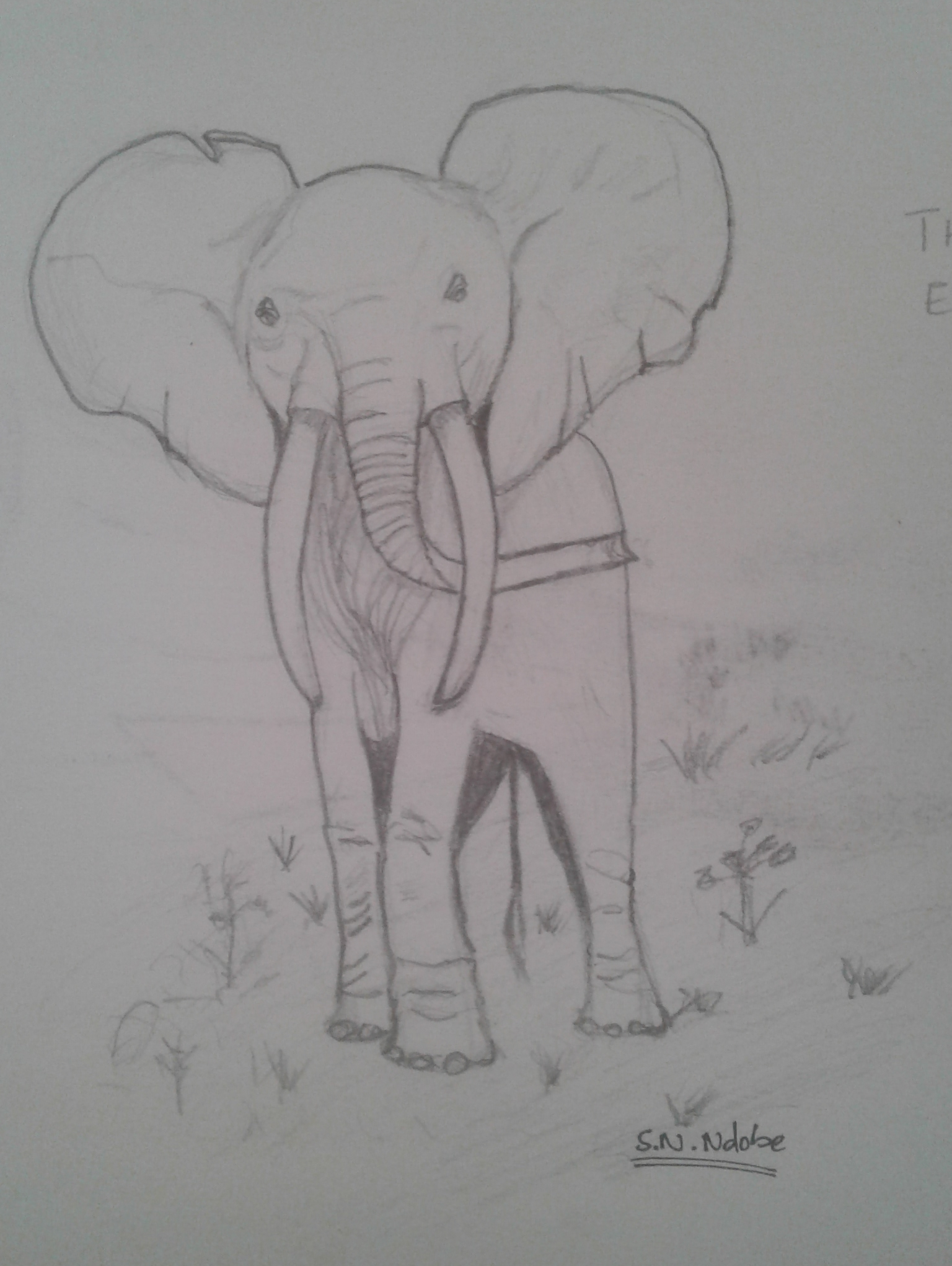 A pencil sketch of an elephant